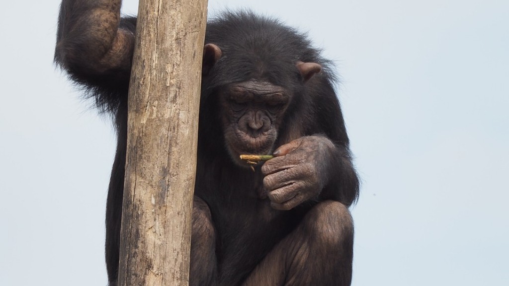 Hvordan lage en sjimpanse av leire