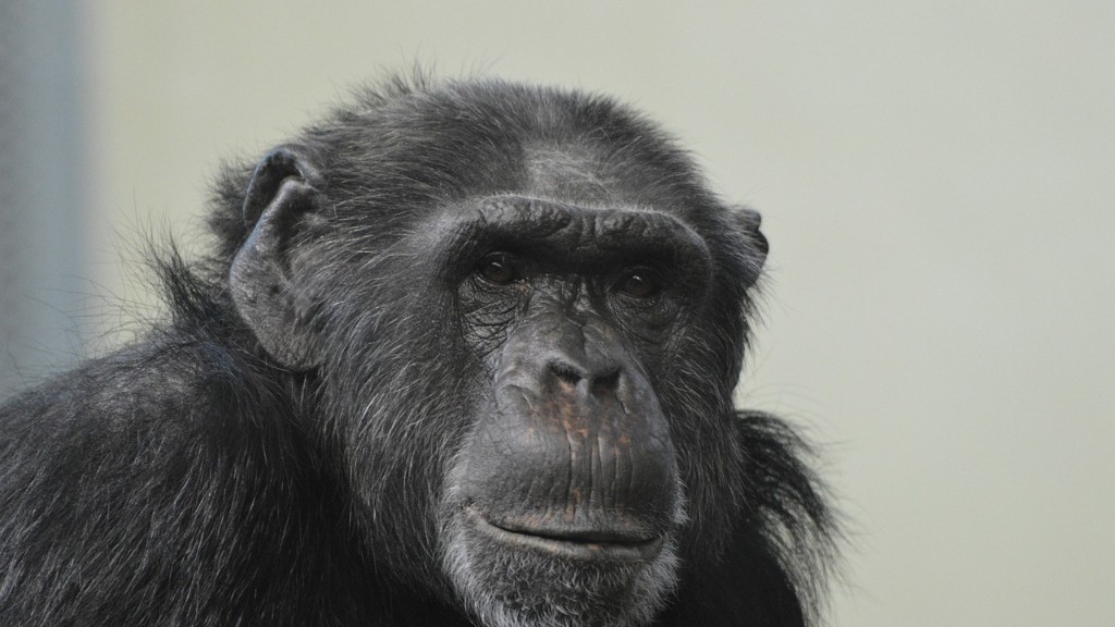 Har mennesker sjimpanse-Dna
