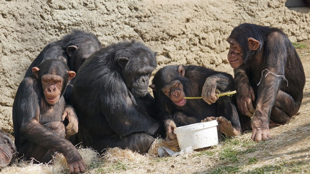 Hvordan spiser en sjimpanse en banan