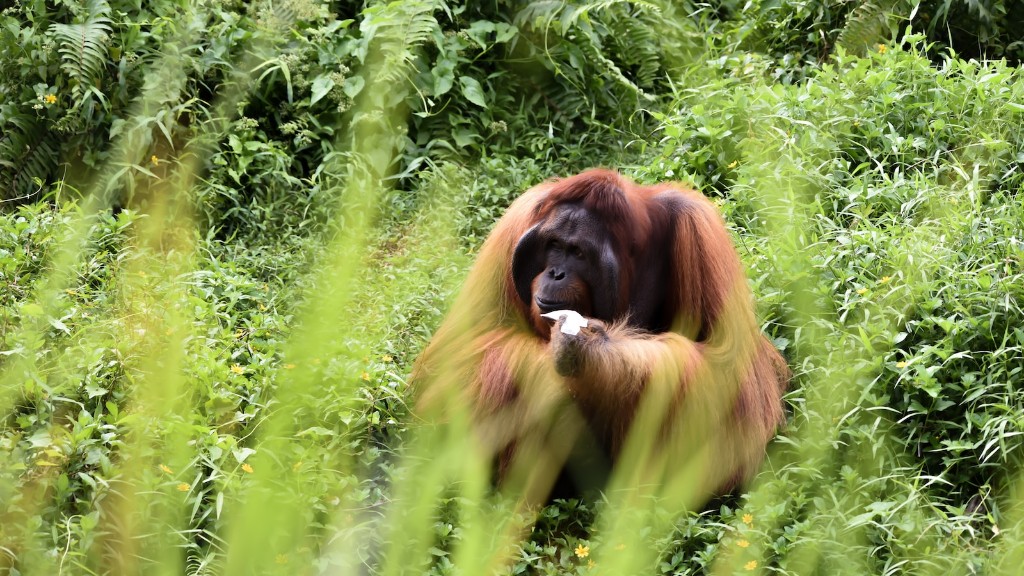 Hva slags orangutang finnes i Phoenix Zoo