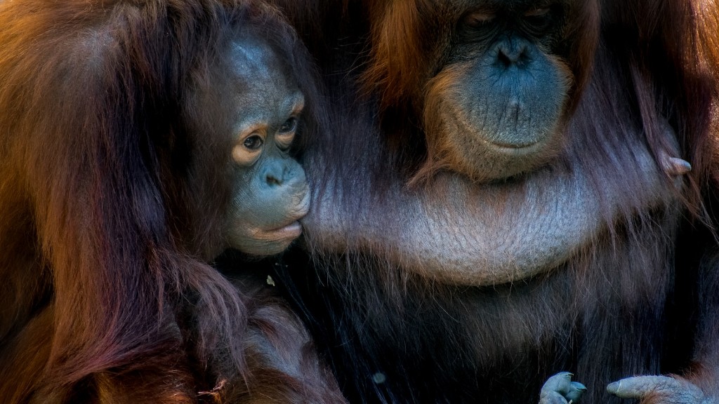 Sier Animal Planet Orangutang Pussy