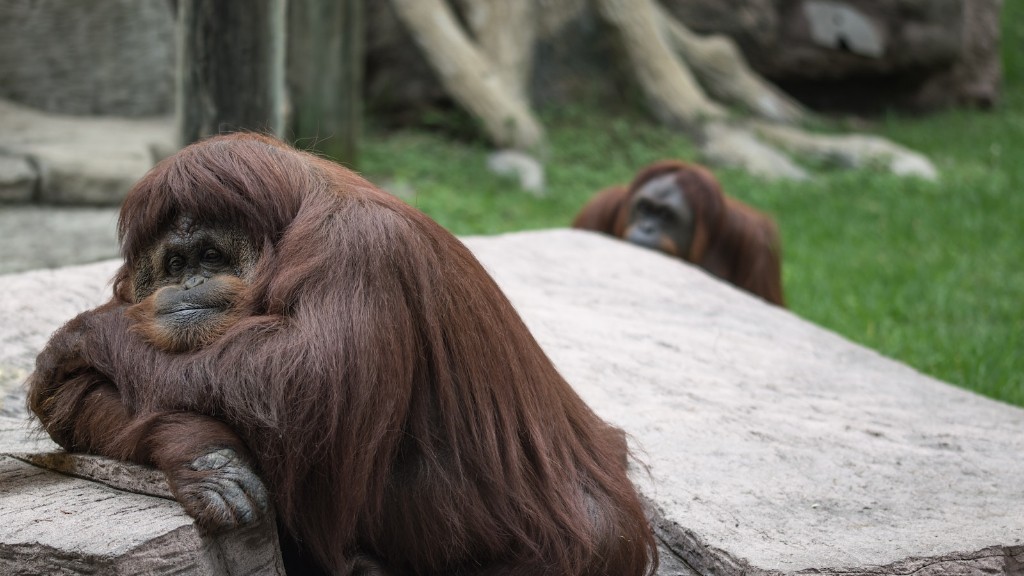 Hvilken familie er orangutangen i